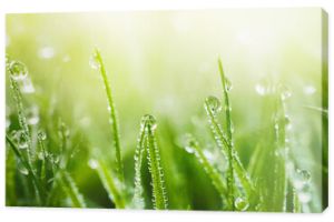 Soczysta, bujna zielona trawa na łące z kroplami rosy wodnej w porannym świetle wiosną latem na zewnątrz zbliżenie makro panorama Beaut