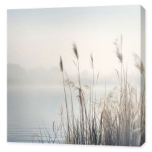 Beautiful serene nature scene with river reeds fog and water