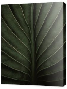 Closeup macro of exotic sage green tropical jungle leaf with veins texture , stylized earthy moody natural background with copy space