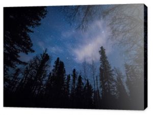 Las na tle nocnego nieba