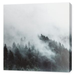Nastrojowy lasowy krajobraz z mgłą i mgłą