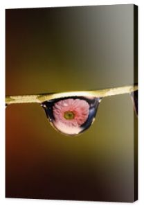 three drops of water on a twig with a reflection of a pink gerbera flower , creative macrophotography