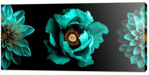 3 surrealistyczne, egzotyczne, wysokiej jakości turkusowe kwiaty makro na czarnym tle Obiekty z pozdrowieniami dla matek z okazji rocznicy ślubu