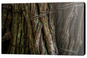 zbliżenie posiekanych łodyg pnącza ayahuasca, związanych i gotowych do gotowania Ziołolecznictwo, drzewna winorośl liana duszy