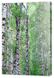 Letni krajobraz z lasem brzozowym Piękna przyroda na pustyni Letni zielony las brzozowy Panorama białych brzoz i zielonych liści