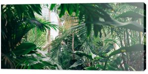 Dżungla, drzewa tropikalne, rośliny tropikalne