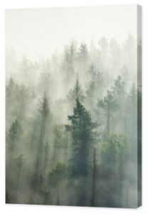 Panoramic view of forest with morning fog