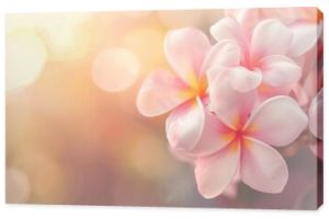 A beautiful copy space image featuring frangipani flowers blooming with a softly blurred background