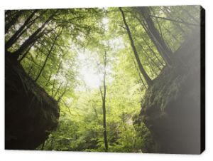 drzewa na klifach kanionu w zielonym lesie naturalny symetryczny krajobraz