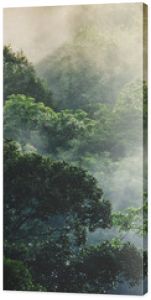 panorama banner background of tropical forest landscape scene for using in concept of environmental ecology and sustainable energy or Earth day, wild wood scenic using for wallpaper of spa and tourism