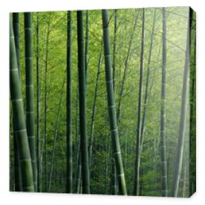 Tapeta z teksturą zielonego lasu bambusowego