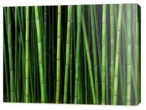 wzór lasu bambusowego