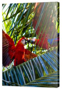 Dżungla, drzewa tropikalne, rośliny tropikalne, papugi egzotyczne