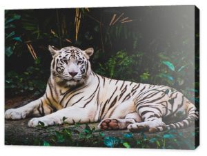 Tygrys, dżungla, rośliny tropikalne