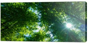 Las drzewny puszcza park krajobrazowy gęsty stary zielony zielony cień światło naturalne buk