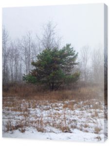 zima las zimowy drzewo w śniegu
