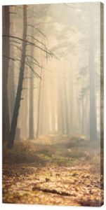 Jesienny las sosnowy możemy mgle