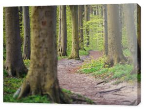 Niemcy, Jasmundzki Park Narodowy, Jasmund, Wyspa Rugia Sellin wiosna drzewa ścieżka w lesie, las bukowy