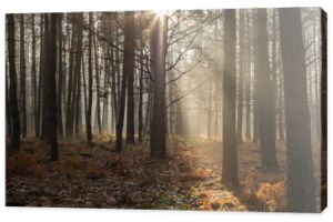 promienny jesienny las