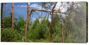 Trees broken by the storm. Drzewa połamane przez wichurę.