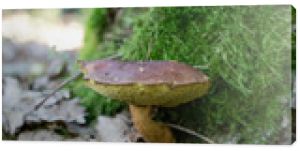 grzyb grzyby mech las mech ściółka leśna dziki naturalny krajobraz zielony drewno drzew lato sosna bory las dziko przy