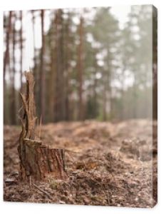 Widok lasu iglastego po wycince drzew, goła ziemia, w tle rzadkie drzewa