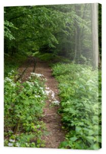 Inactive narrow-gauge railway in Białowieza Forest