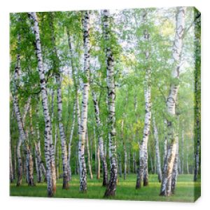birch grove in the forest, green foliage in summer