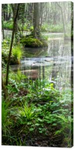 Białowieski Park Narodowy, las pierwotny, podmokły teren, martwe drzewa.