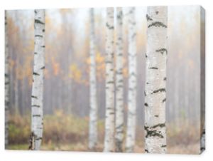 Birch forest in fog. Autumn view. Focus in foreground tree trunk.