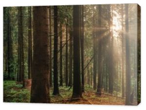 Widok drzew w lesie drzewnym iglaste w porannym słońcu las iglasty