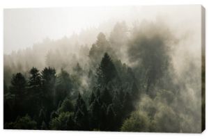 Krajobraz leśny wierzchołki drzew las mamy panoramę