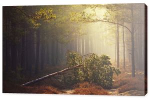 Jesienny las sosnowy możemy mgle droga i przewalone drzewo