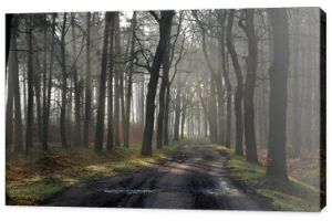 droga w lesie o poranku z mgłą