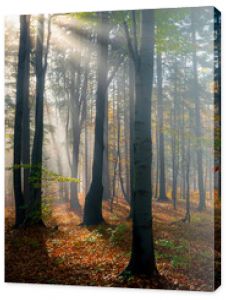 zamglony jesienny las pełen ciepłych promieni wschodzącego słońca