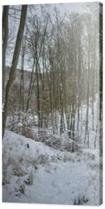 Zimą w lesie-Winter in the forest