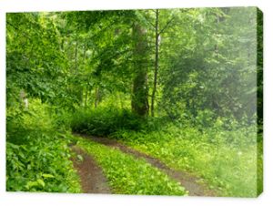 Path in Bialowieza Forest in Poland