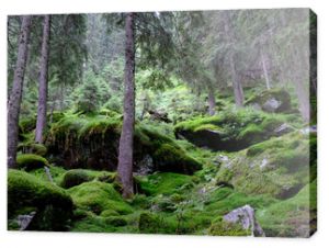 Rumunia, Karpaty Rumuńskie - Góry Fagaras, roślinność na leśnym szlaku w okolicach Balea Cascada