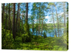 Zielone jezioro sosny wakacje przyroda