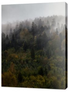 Jesienny las we mgle Bieszczady Polska