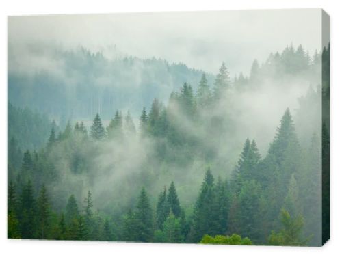 Summer fog in the Carpathian mountains 