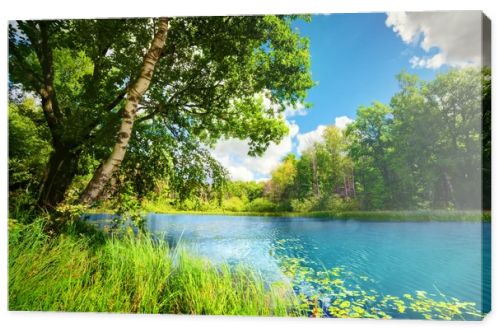 Clean lake in green spring summer forest