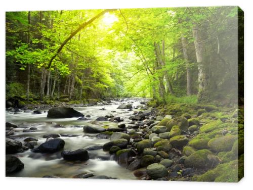 Mountain River in the wood