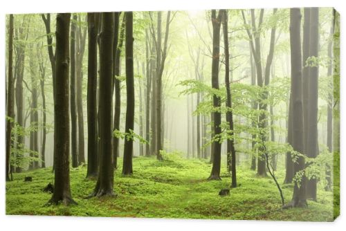 Spring beech forest in the fog