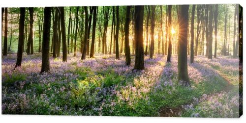 Path through bluebell woods