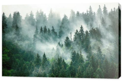 Misty foggy mountain landscape with fir forest and copyspace in vintage retro hipster style