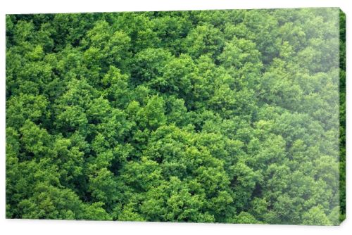Green trees forest background, view from above