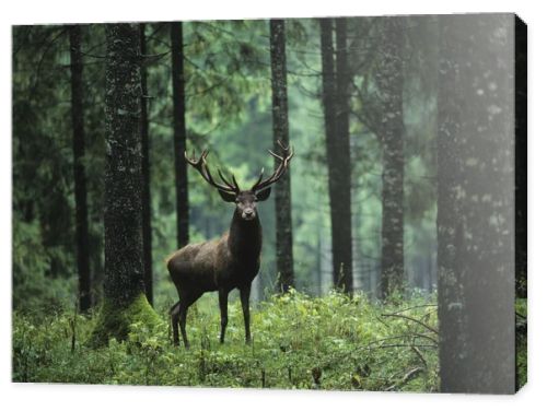 Elk in Forest