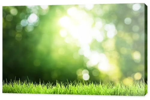 Green grass in sunny forest