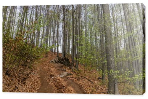 Dirty road near trees in mountain 